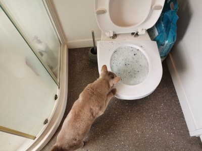 Bug checks out City Kitty